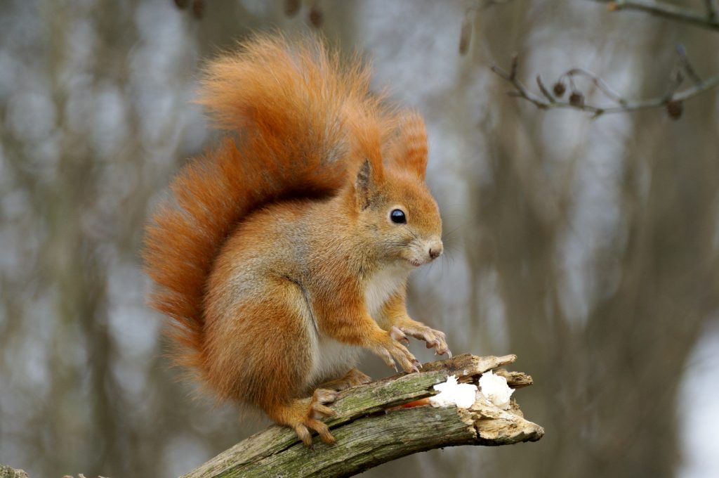 scoiattolorosso2