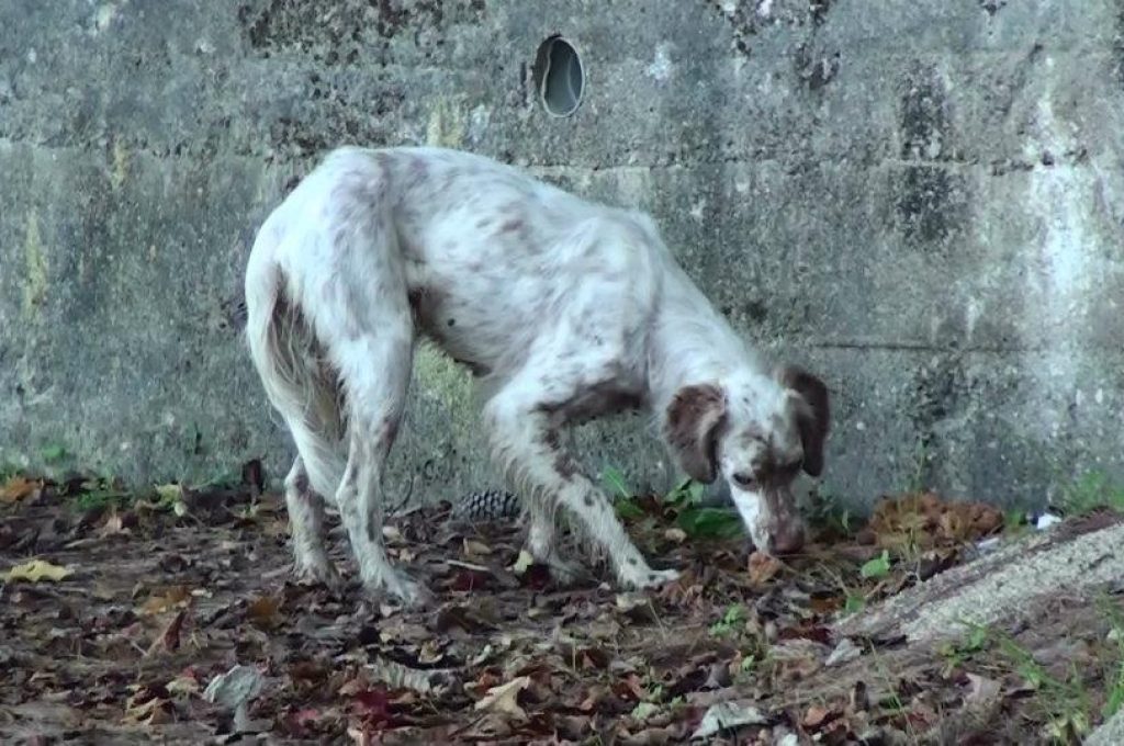 setter