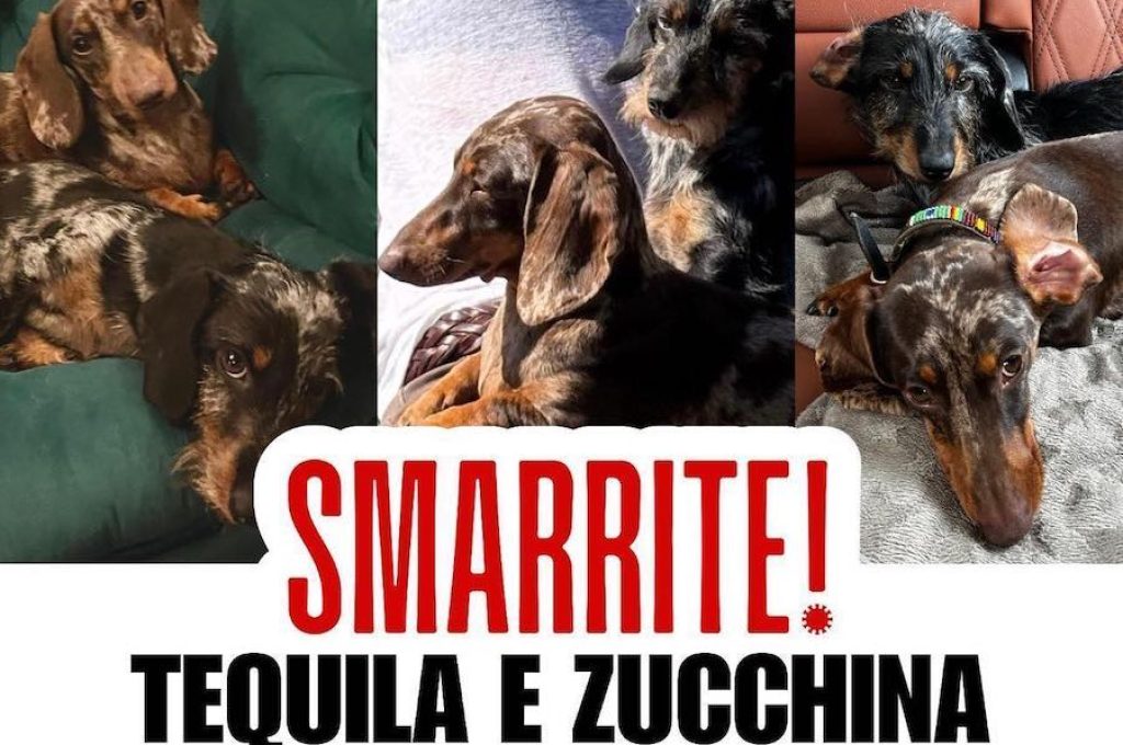 smarrite tequila e zucchina