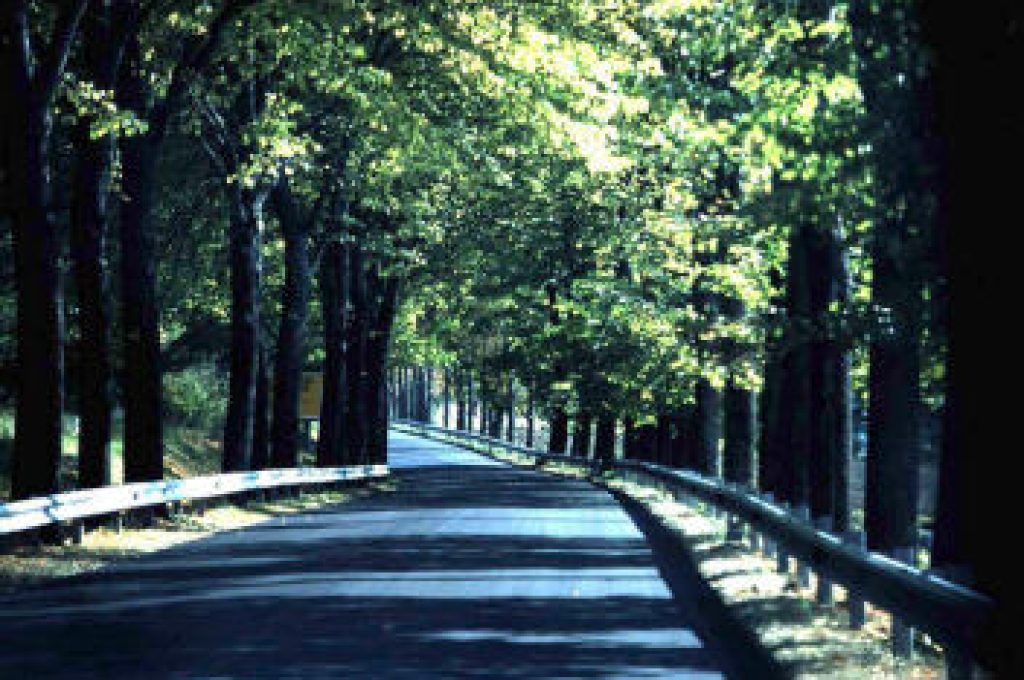 strada_alberata