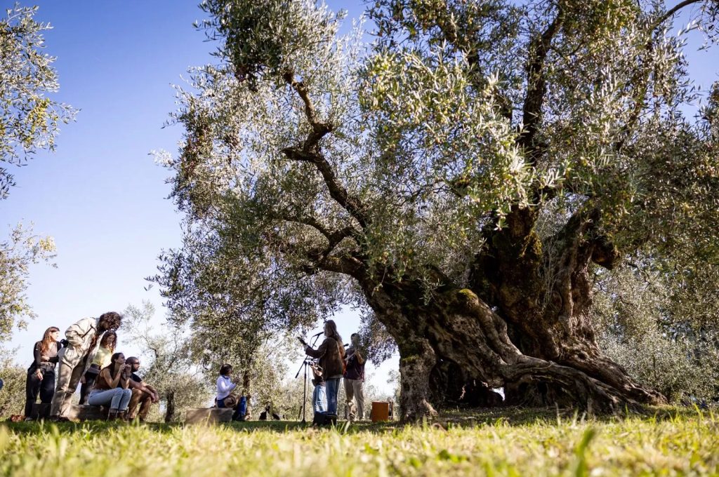 suoni olivi Frantoi Aperti in Umbria copia