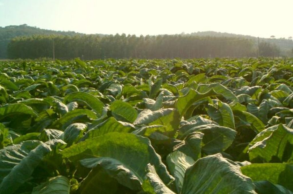 tabacco-campo2