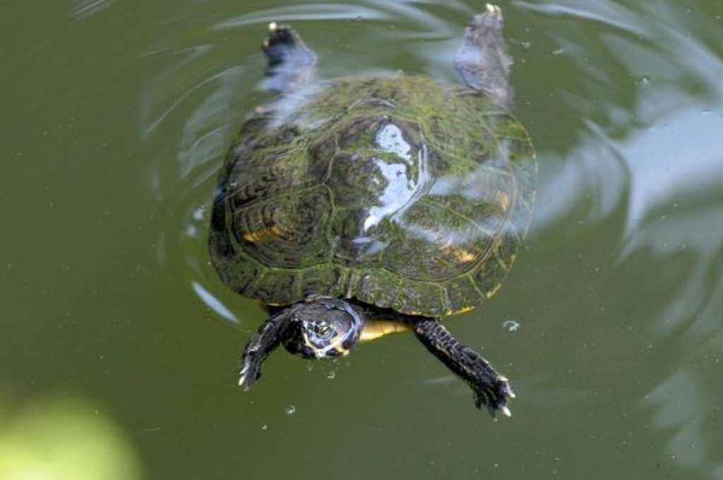 tartaruga-acqua1