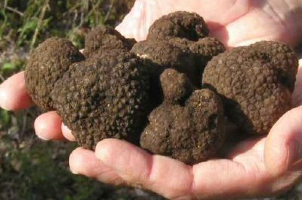 tartufi