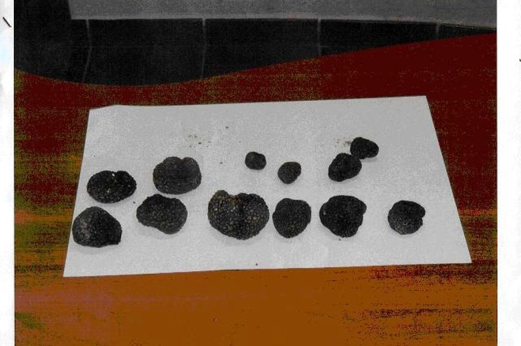 tartufi sequestrati