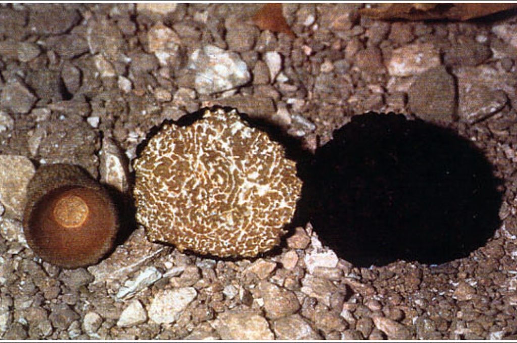 tartufo_estivo_scorzone