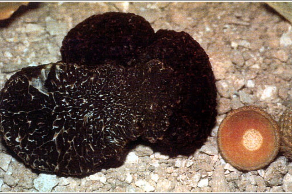 tartufo_nero_pregiato