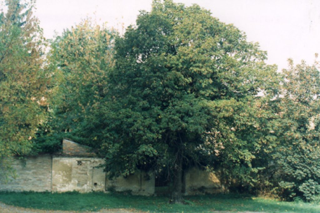 tiglio11