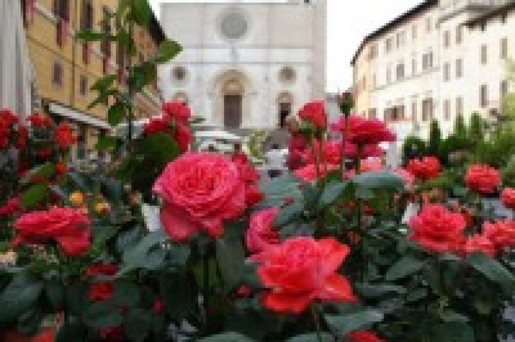 todi-piazza-con-rose