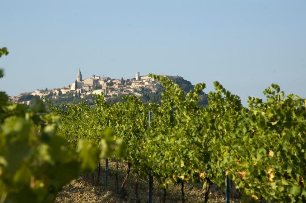 todi vigneti
