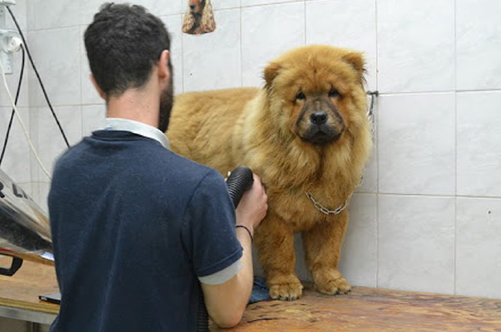 toelettatura-animali
