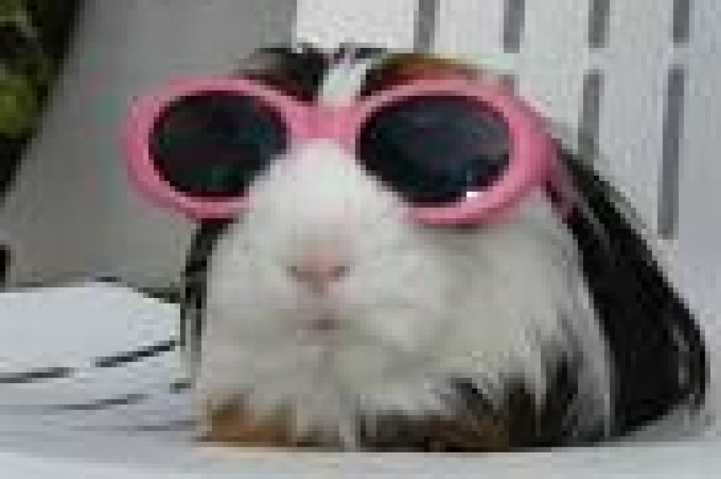 topo cieco