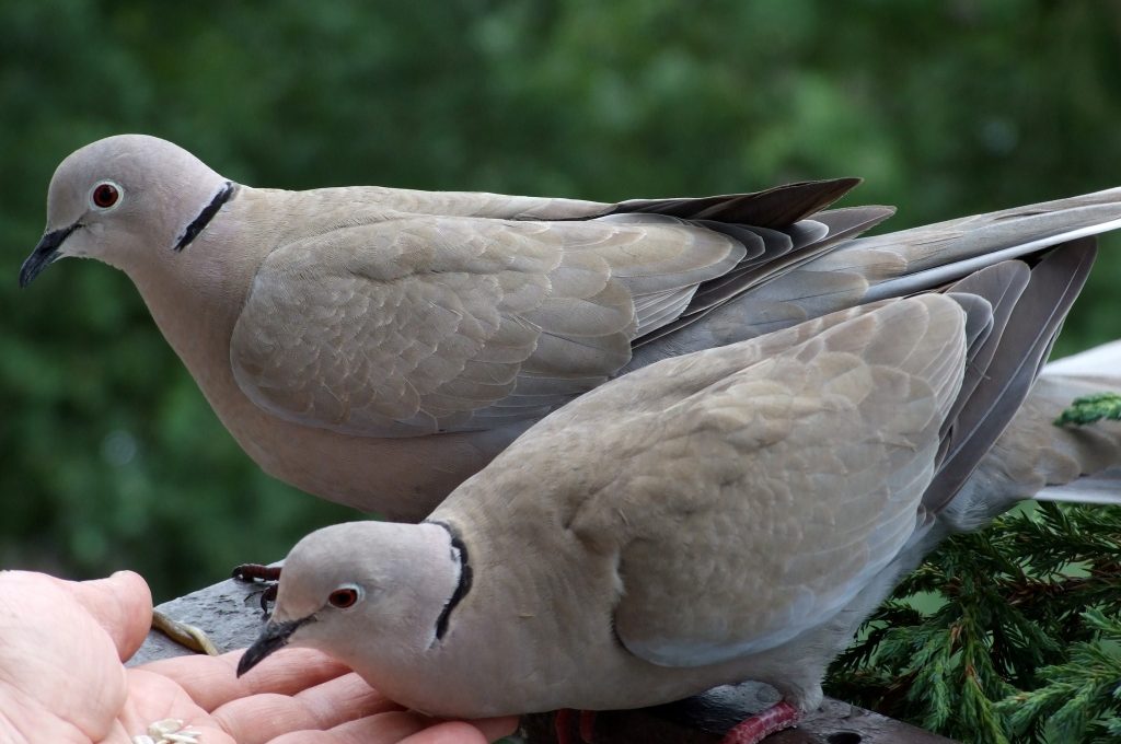 tortora-dal-collare-orientale3