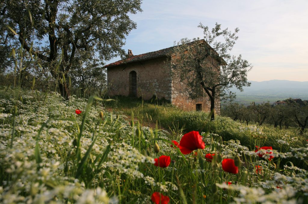 trevi-casetta-tra-olivi
