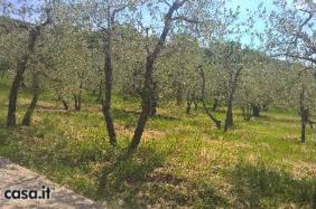 ulivi
