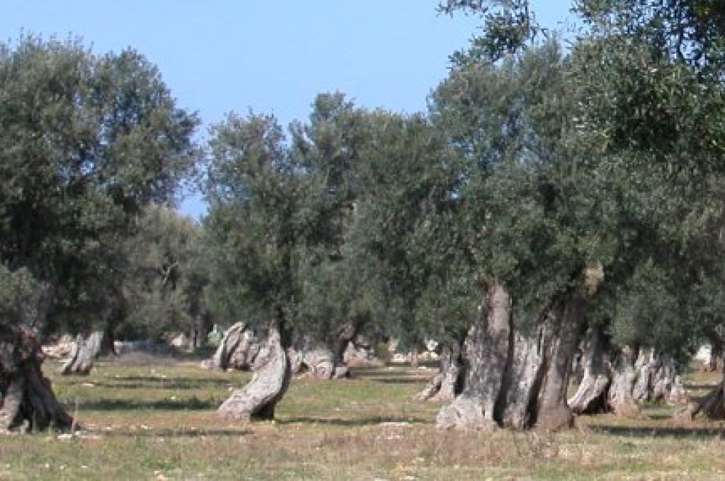 ulivi-secolare