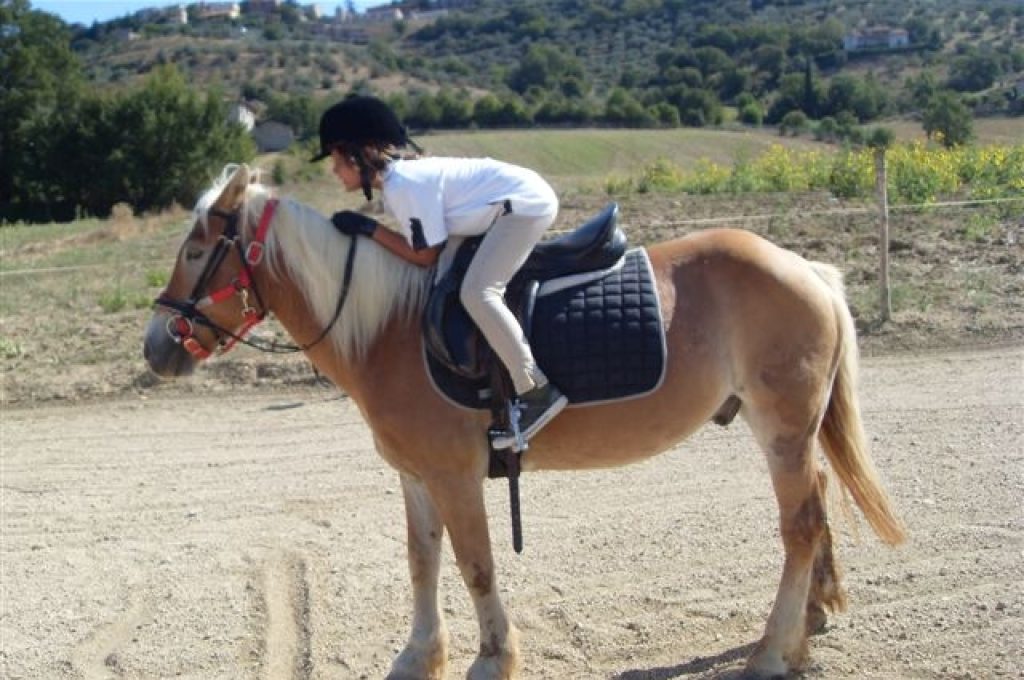 unicorno-logo-cavallo