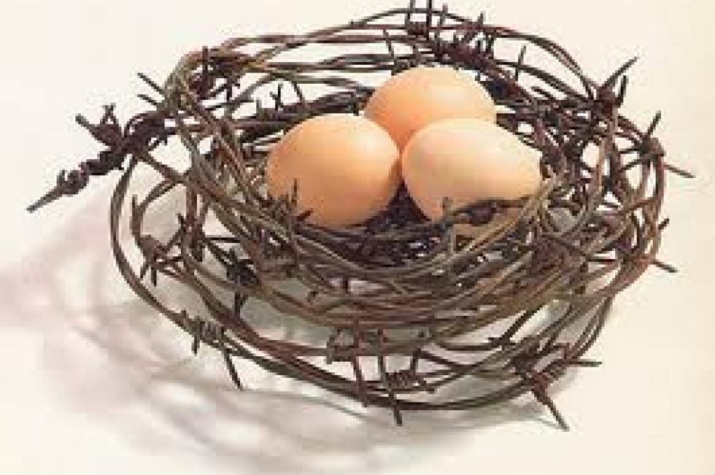 uova-in-cestino-di-spine1