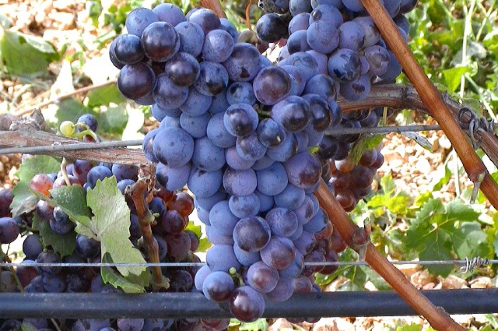 uva-nera-rossa1