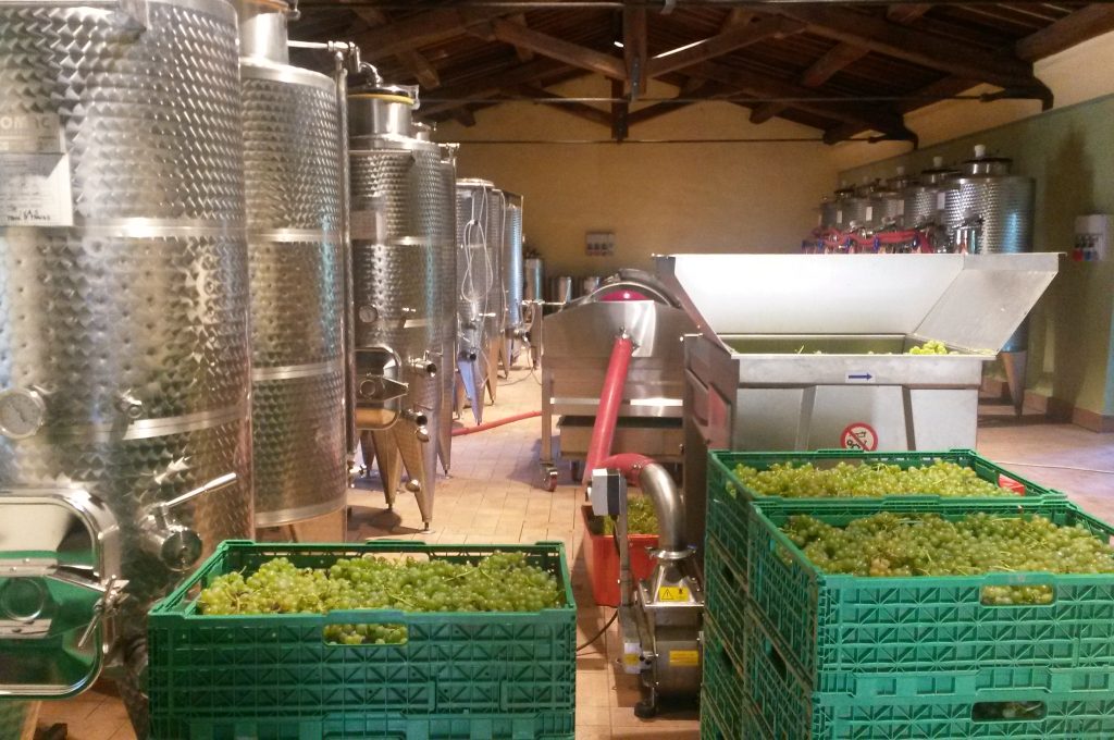 vendemmia 2016