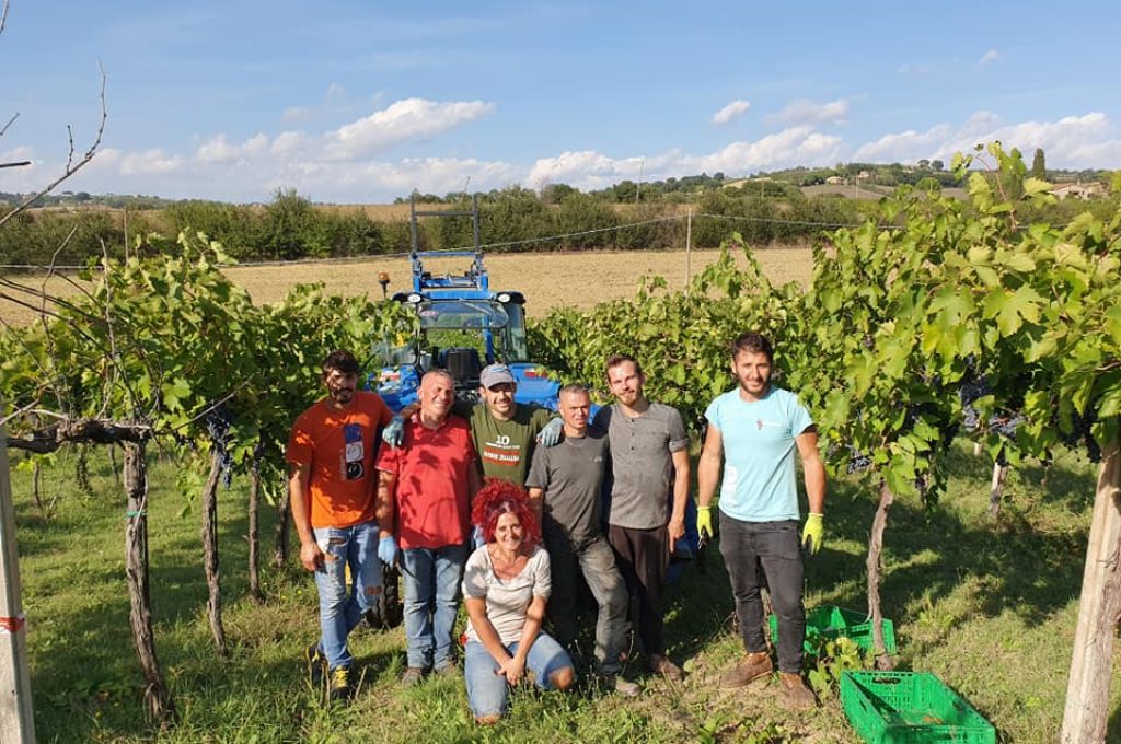vendemmia Todi