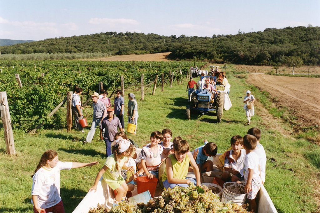 vendemmia-bambini