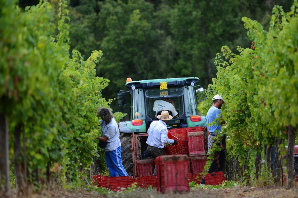 vendemmia