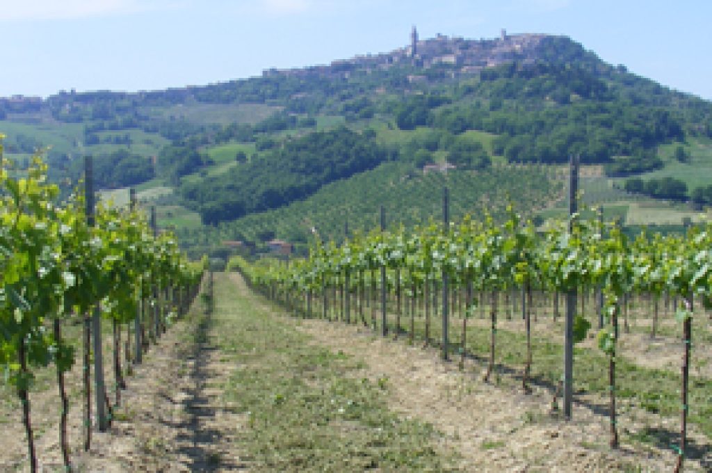 vigneti-todi
