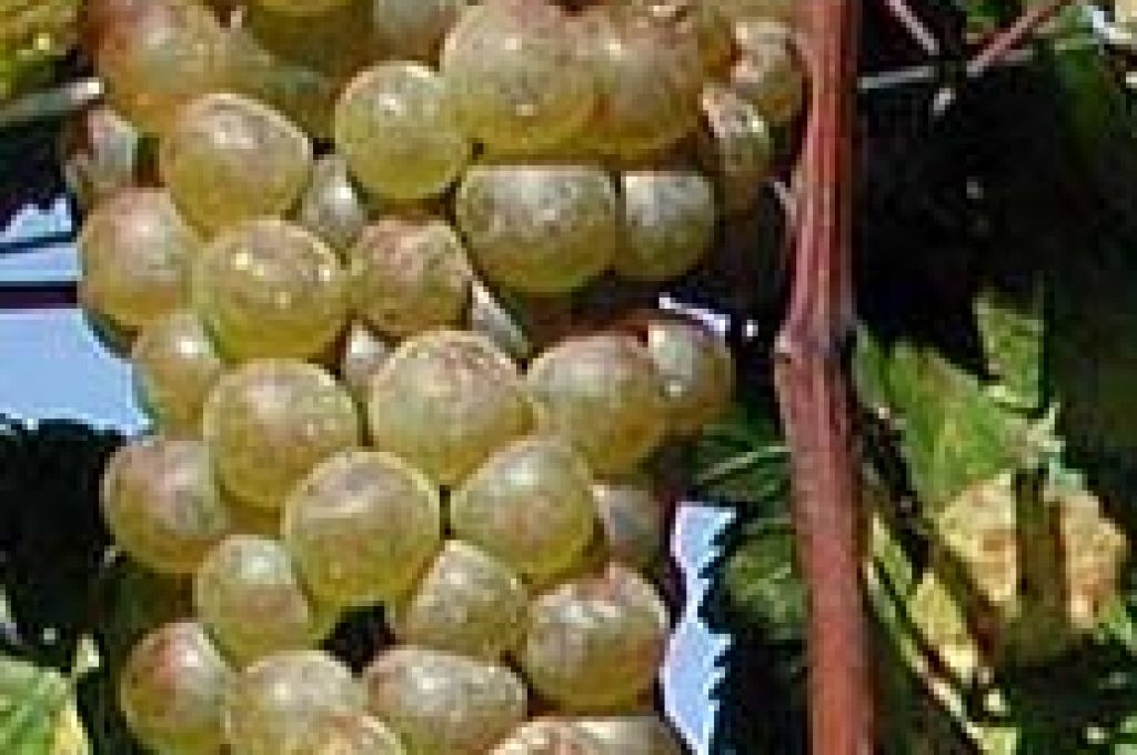 vino-bianco-orvieto1
