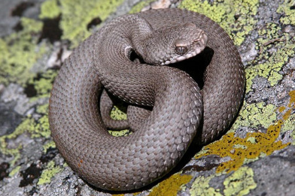 vipera