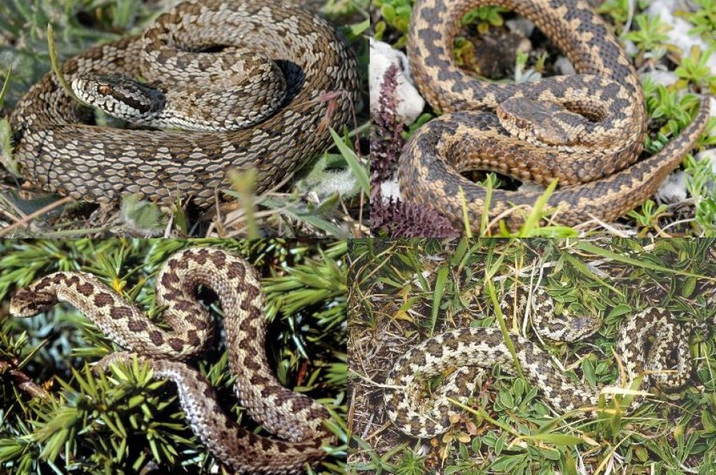 vipera orsini