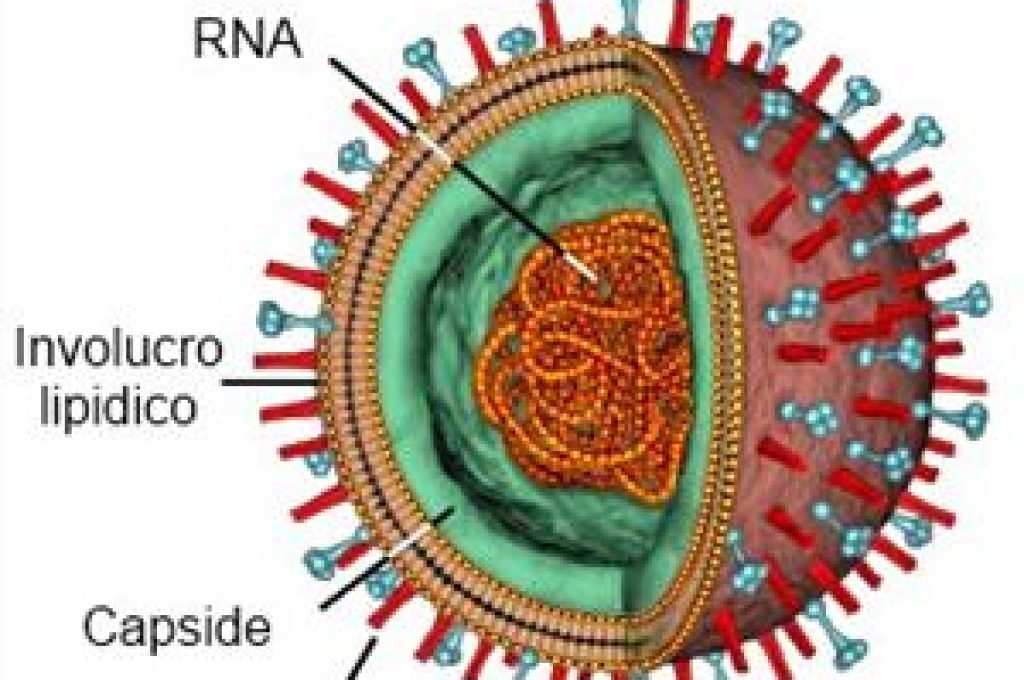 virus-influenza