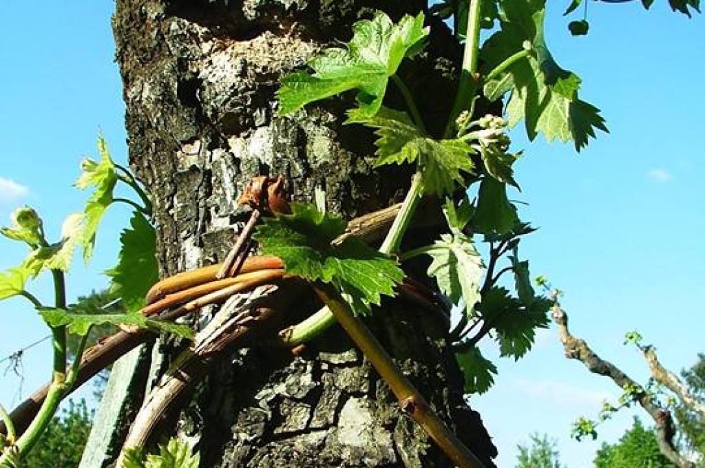 vitigno terra della Vicciuta