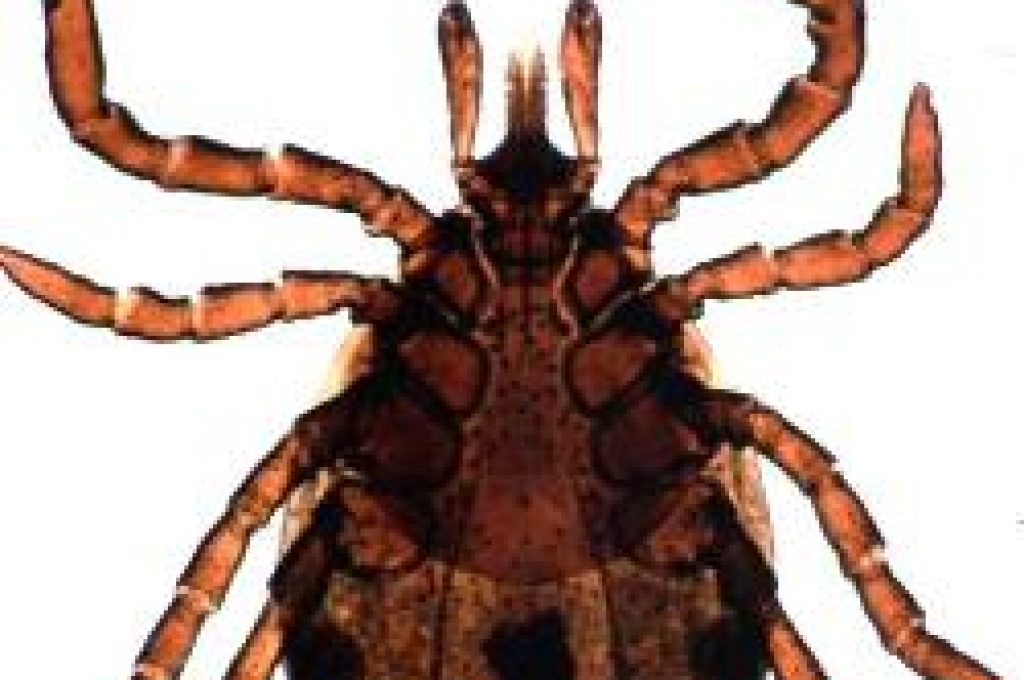 zecca