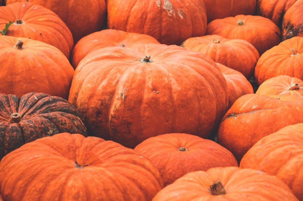 zucca pexels-susanne-jutzeler-1366883